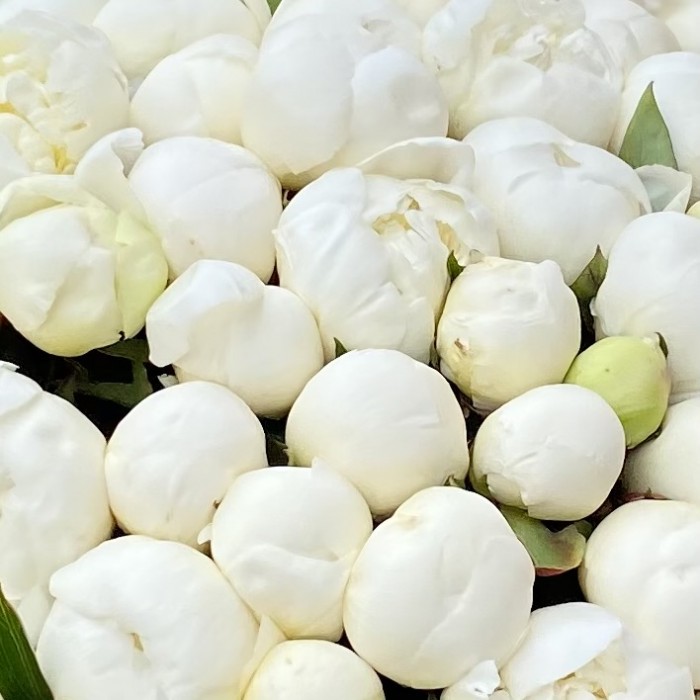 101 белый пион в коробке