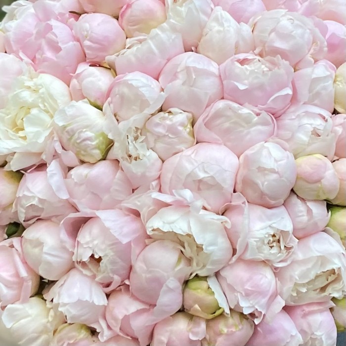 101 нежно-розовый пион в коробке