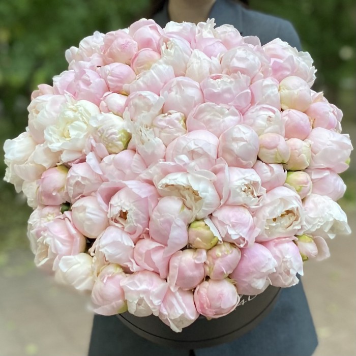 101 нежно-розовый пион в коробке