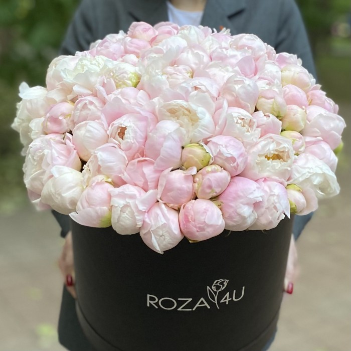 101 нежно-розовый пион в коробке