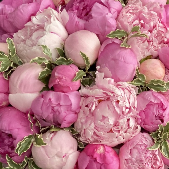 25 розовых пионов в коробке