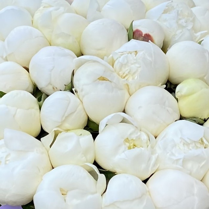 51 белый пион в коробке