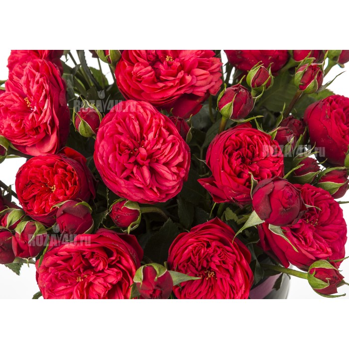 Пионовидные розы "Red piаno" в коробке