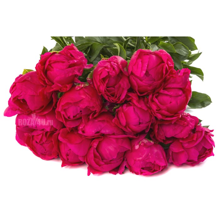 Букет алых пионов