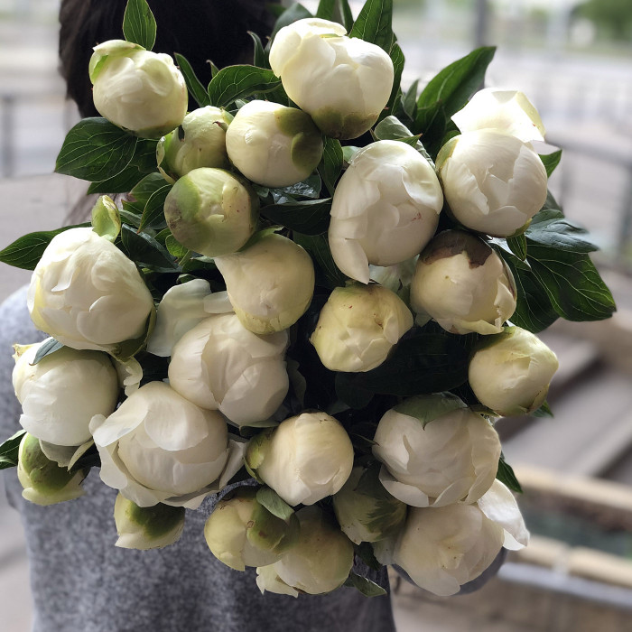 Когда в Москве сезон пионов? Мы научим как выбрать самые лучшие и свежие цветы
