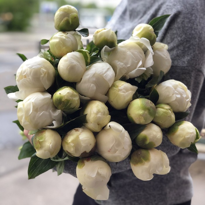 Белые пионы