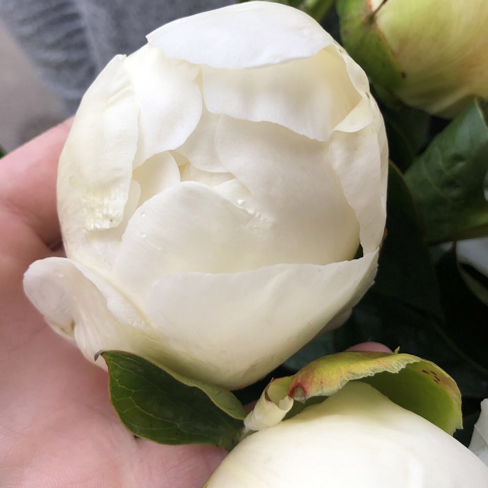 Букет белых пионов Лебединое озеро