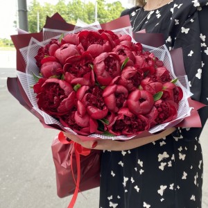 25 бордовых пионов Голландия