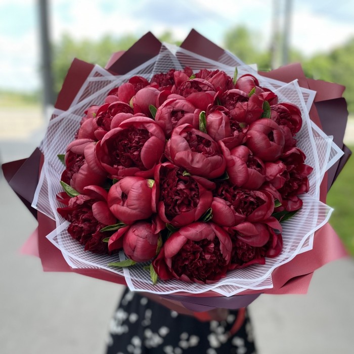 25 бордовых пионов Голландия