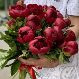 Бордовые пионы Голландия Бордовые пионы Голландия
