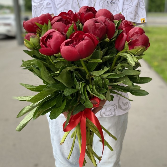 Бордовые пионы Голландия