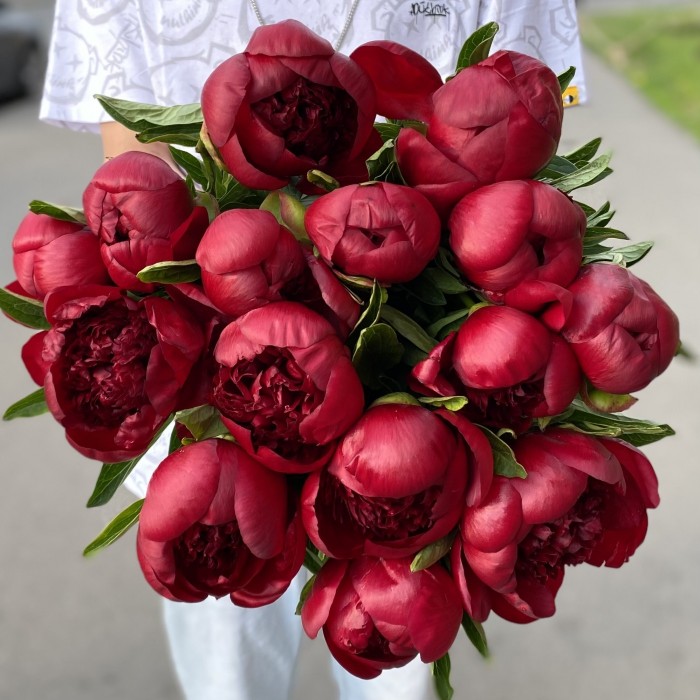 Бордовые пионы Голландия