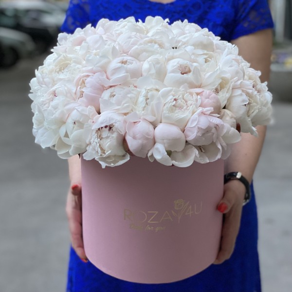 51 кремовый пион Фестива в коробке