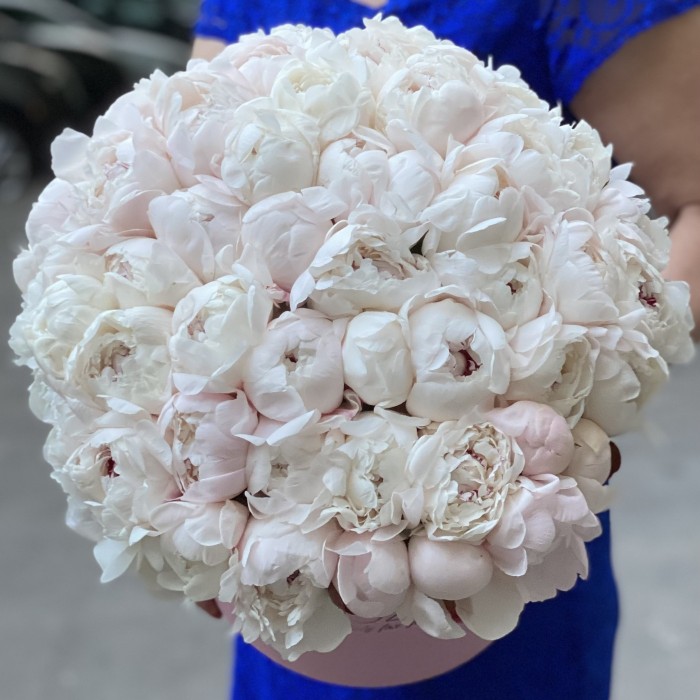 51 кремовый пион Фестива в коробке