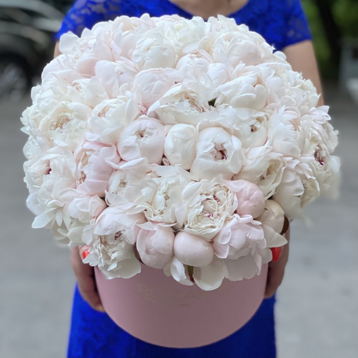 51 кремовый пион Фестива в коробке