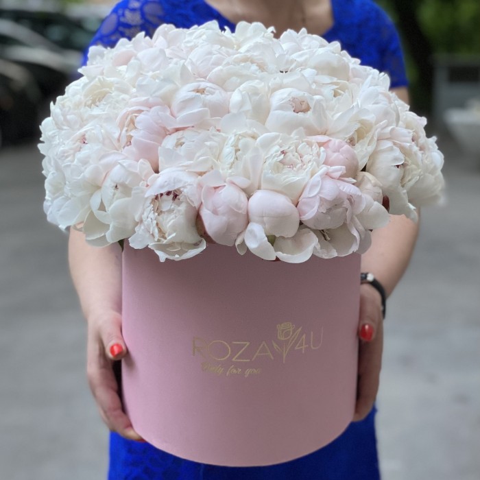 51 кремовый пион Фестива в коробке