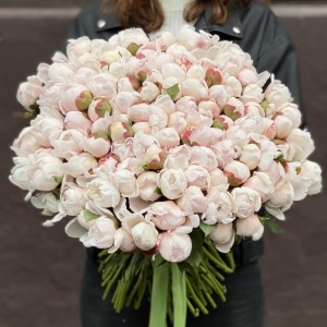 Пион Фестива максимум