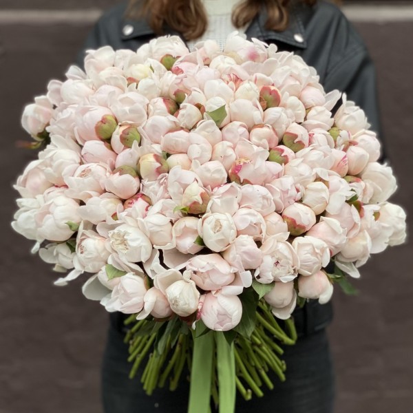 Пион Фестива максимум