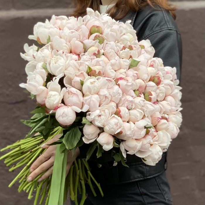 Пион Фестива максимум