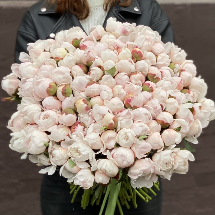 Пион Фестива максимум