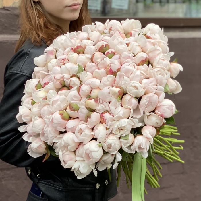 Пион Фестива максимум