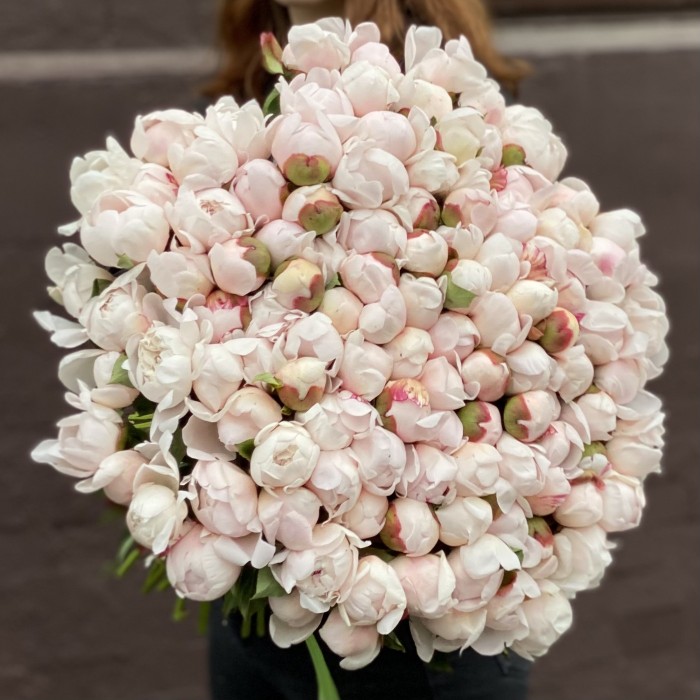 Пион Фестива максимум