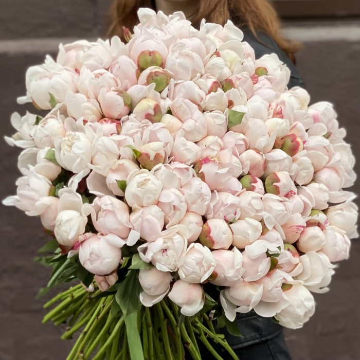 Пион Фестива максимум