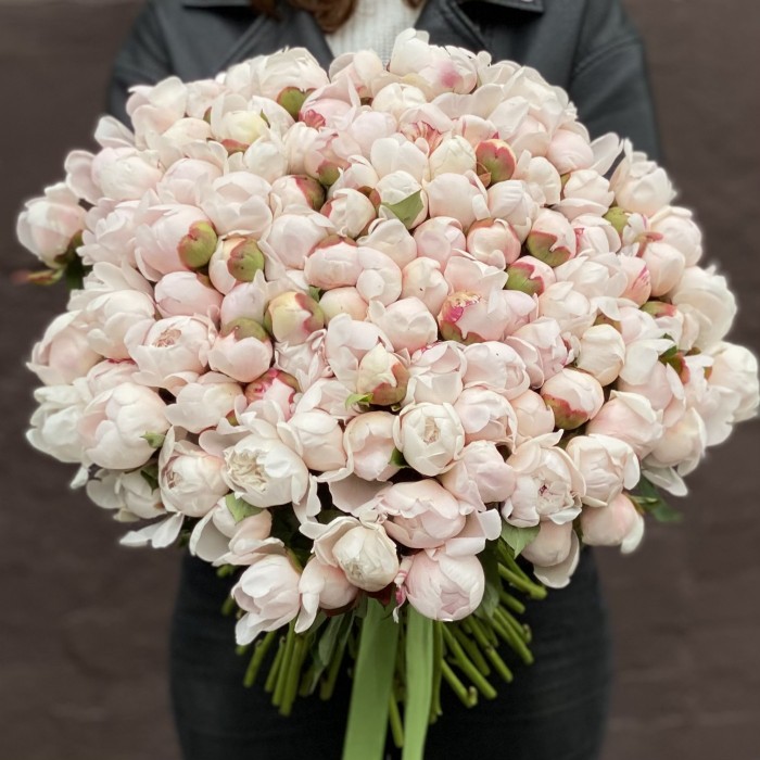 Пион Фестива максимум