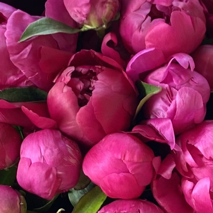 101 пион малиновый