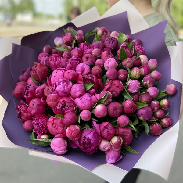 101 пион малиновый