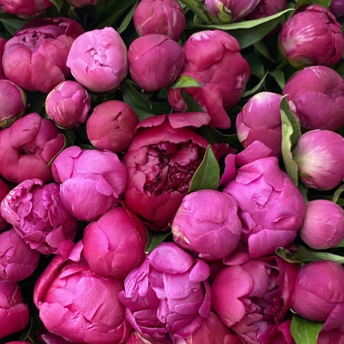 Фиолетовые пионы