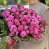 Яркие розовые пионы