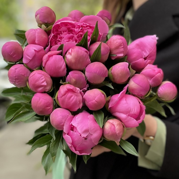 Яркие розовые пионы Голландия
