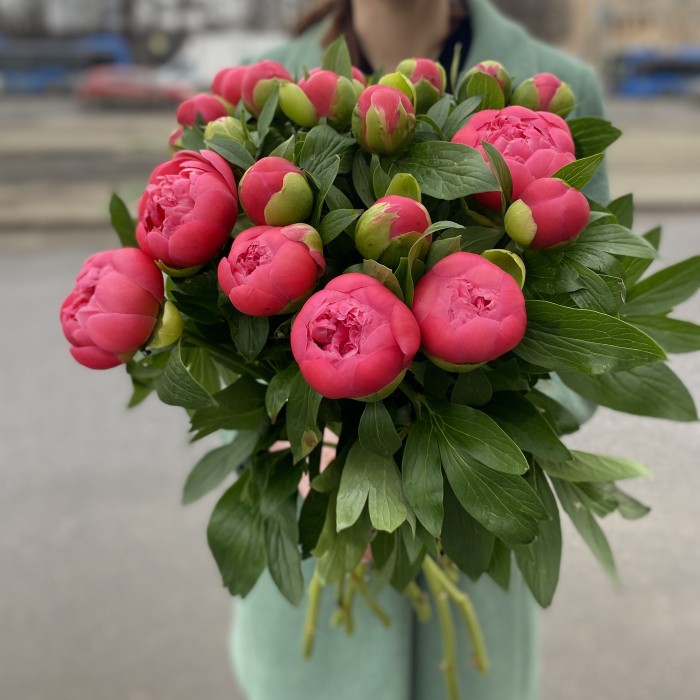 Пионы Корал Сансет