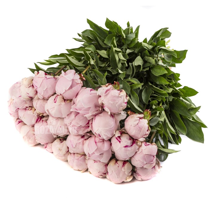 Букет розовых пионов