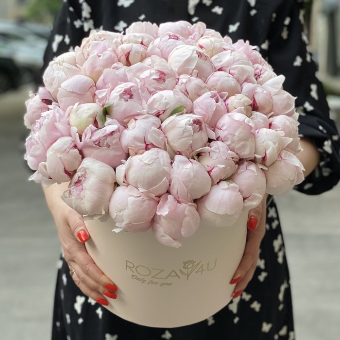 51 пион Фестива  в коробке