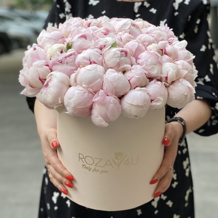 51 пион Фестива  в коробке