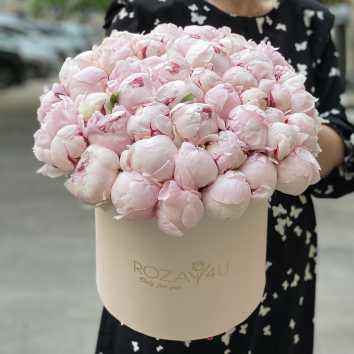 51 пион Фестива  в коробке