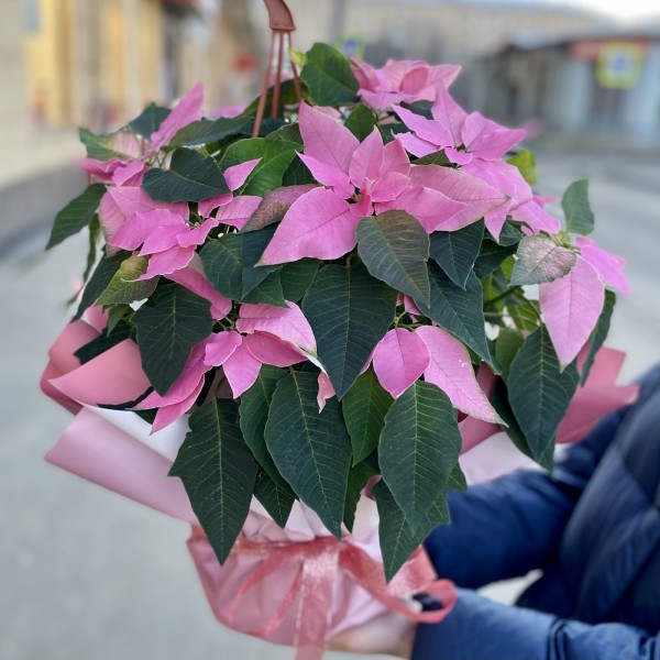 Большая розовая Пуансеттия - Цветок Рождественская звезда