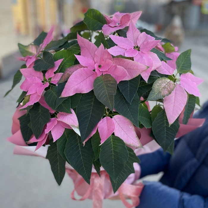 Большая розовая Пуансеттия - Цветок Рождественская звезда