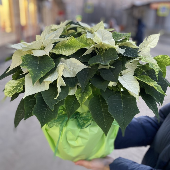 Большая белая Пуансеттия - Цветок Рождественская звезда