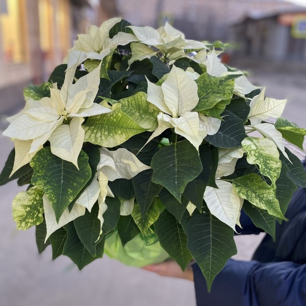 Большая белая Пуансеттия - Цветок Рождественская звезда