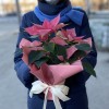 Пуансеттия розовая - Цветок Рождественская звезда