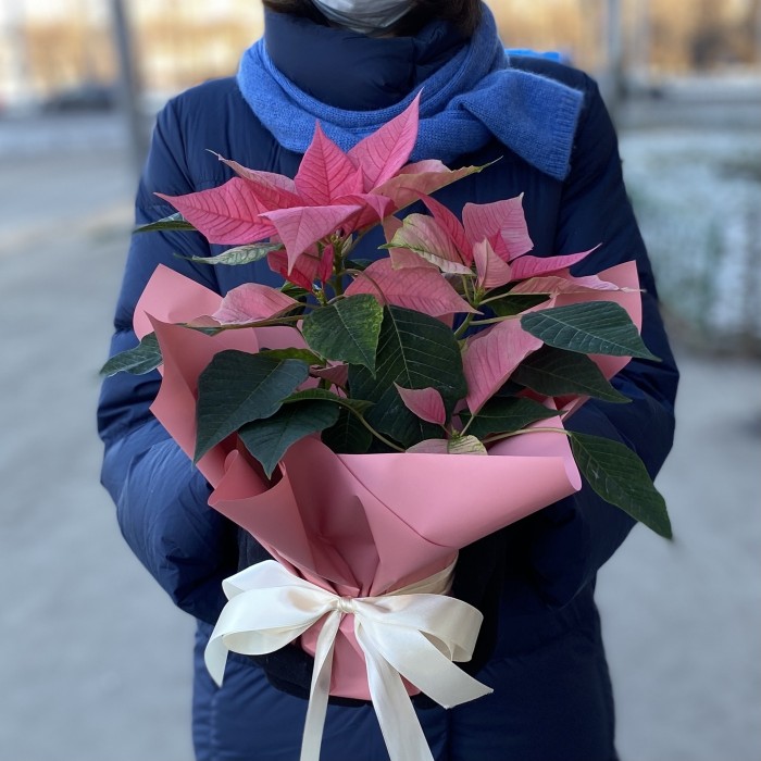 Пуансеттия розовая - Цветок Рождественская звезда