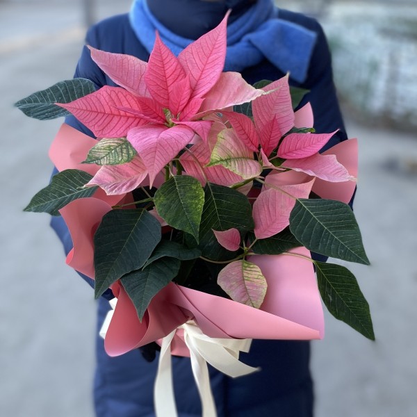 Пуансеттия розовая - Цветок Рождественская звезда