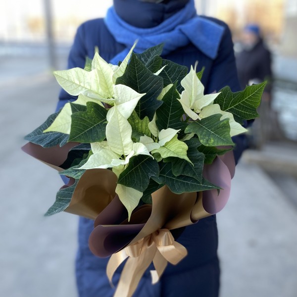 Пуансеттия белая - Цветок Рождественская звезда