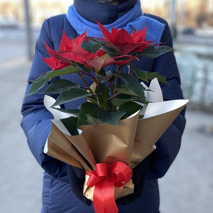 Пуансеттия красная - Цветок Рождественская звезда