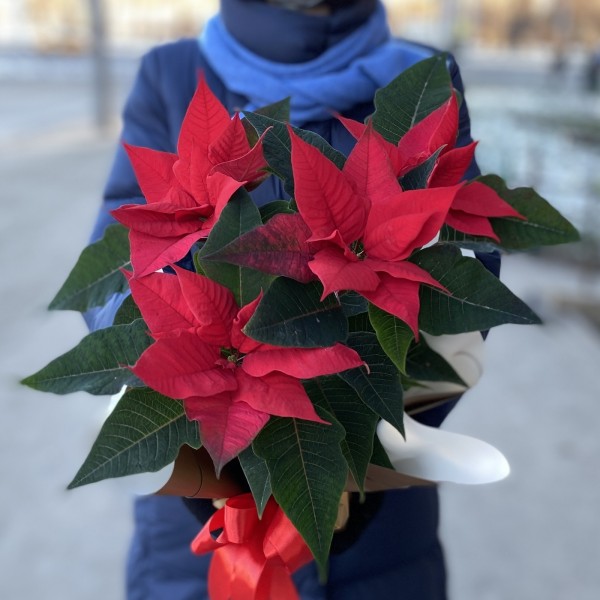 Пуансеттия красная - Цветок Рождественская звезда