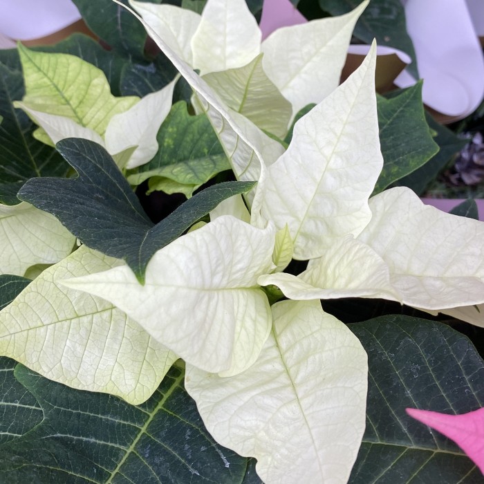 Пуансеттия белая - Цветок Рождественская звезда