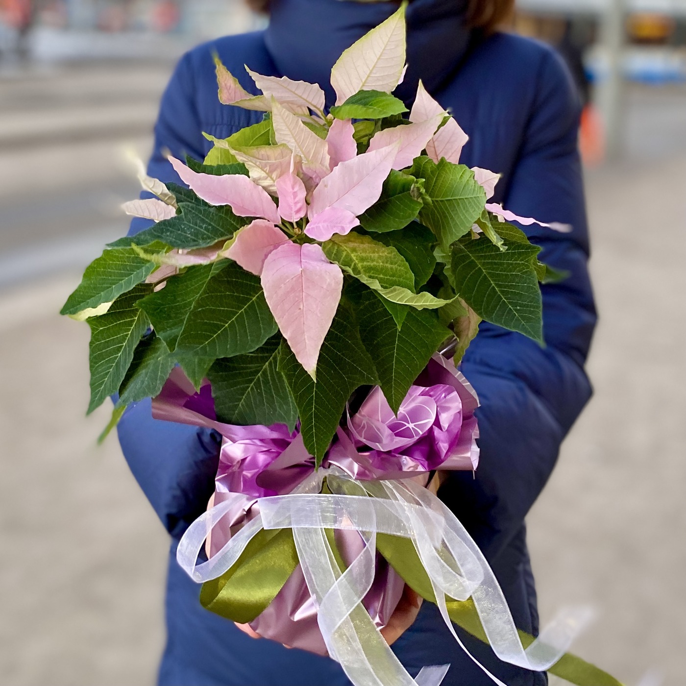 Пуансеттия Цветок Фото